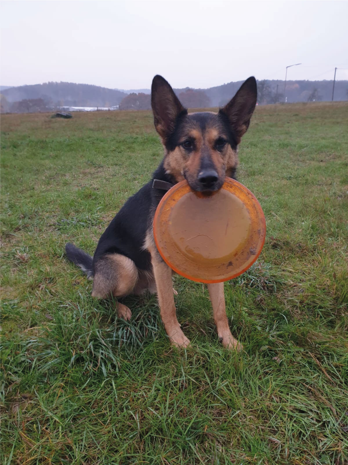 pet