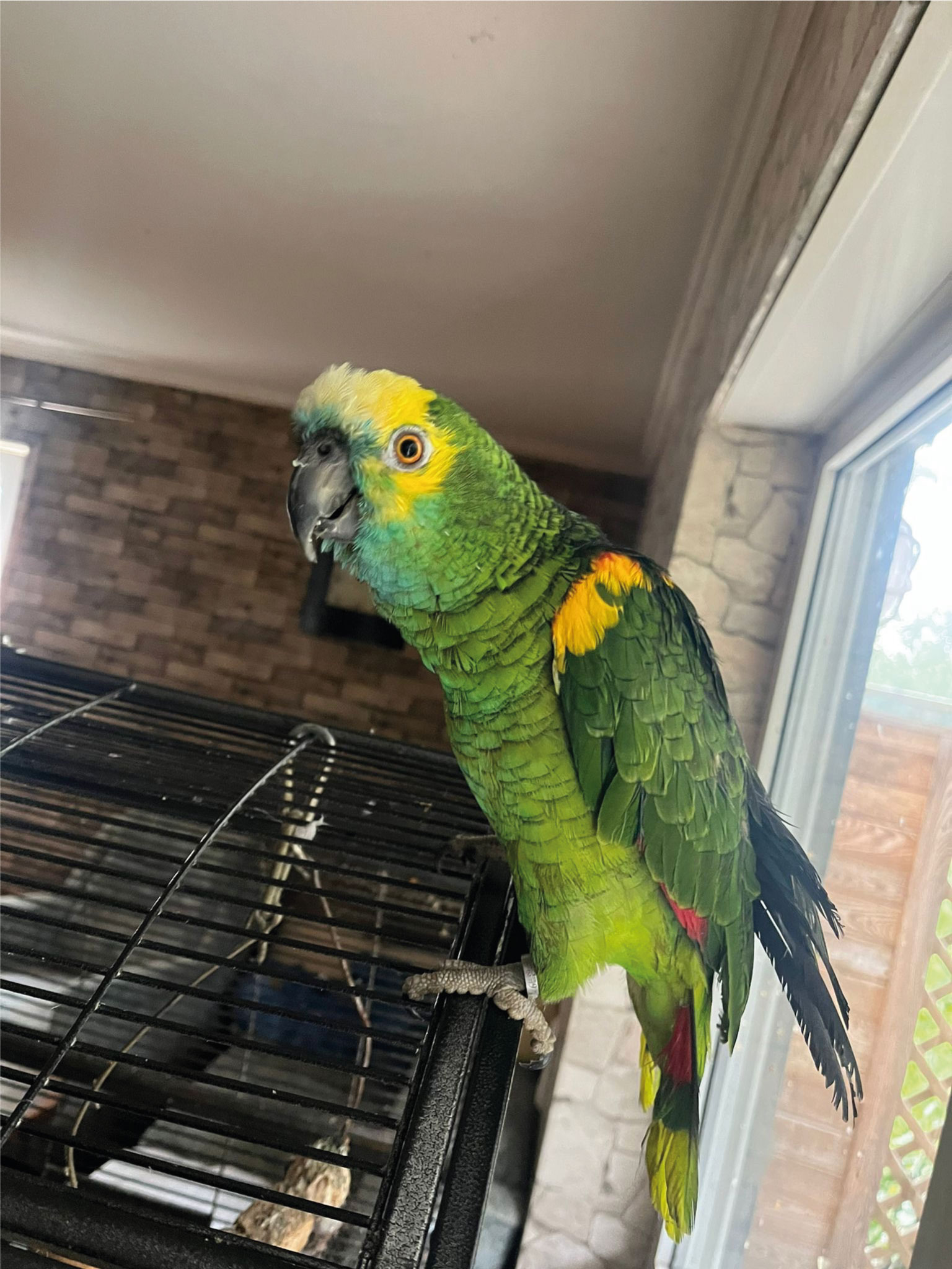 pet